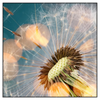 Xxl Wandbild Pusteblume No 7 Quadrat Produktvorschau Frontal