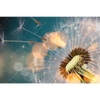 Xxl Wandbild Pusteblume No 7 Querformat Motivvorschau