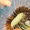 Xxl Wandbild Pusteblume No 7 Querformat Zoom