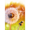 Xxl Wandbild Pusteblume No 8 Hochformat Motivvorschau