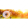 Xxl Wandbild Pusteblume No 8 Panorama Motivvorschau