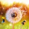 Xxl Wandbild Pusteblume No 8 Quadrat Motivvorschau