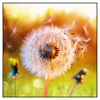 Xxl Wandbild Pusteblume No 8 Quadrat Produktvorschau Frontal