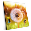 Xxl Wandbild Pusteblume No 8 Quadrat Produktvorschau Seitlich