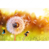 Xxl Wandbild Pusteblume No 8 Querformat Motivvorschau