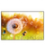 Xxl Wandbild Pusteblume No 8 Querformat Produktvorschau Frontal