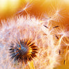 Xxl Wandbild Pusteblume No 8 Querformat Zoom