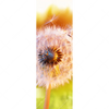 Xxl Wandbild Pusteblume No 8 Schmal Motivvorschau
