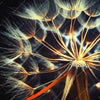 Xxl Wandbild Pusteblume No 9 Quadrat Motivvorschau