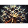 Xxl Wandbild Pusteblume No 9 Querformat Motivvorschau