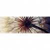 Xxl Wandbild Pusteblume Panorama Motivvorschau