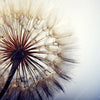 Xxl Wandbild Pusteblume Quadrat Motivvorschau