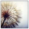 Xxl Wandbild Pusteblume Quadrat Produktvorschau Frontal