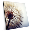 Xxl Wandbild Pusteblume Quadrat Produktvorschau Seitlich