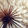 Xxl Wandbild Pusteblume Quadrat Zoom