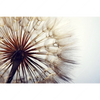 Xxl Wandbild Pusteblume Querformat Motivvorschau