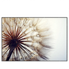 Xxl Wandbild Pusteblume Querformat Produktvorschau Frontal
