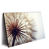 Xxl Wandbild Pusteblume Querformat Produktvorschau Seitlich