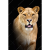 Xxl Wandbild Raubkatzen Hochformat Motivvorschau