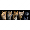 Xxl Wandbild Raubkatzen Panorama Motivvorschau
