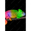 Xxl Wandbild Regenbogen Chamaeleon Hochformat Motivvorschau