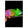 Xxl Wandbild Regenbogen Chamaeleon Hochformat Produktvorschau Frontal