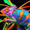 Xxl Wandbild Regenbogen Chamaeleon No 2 Quadrat Motivvorschau
