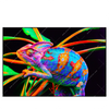 Xxl Wandbild Regenbogen Chamaeleon No 2 Querformat Produktvorschau Frontal