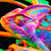 Xxl Wandbild Regenbogen Chamaeleon No 2 Querformat Zoom