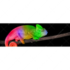 Xxl Wandbild Regenbogen Chamaeleon Panorama Motivvorschau