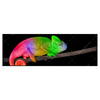 Xxl Wandbild Regenbogen Chamaeleon Panorama Produktvorschau Frontal