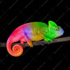 Xxl Wandbild Regenbogen Chamaeleon Quadrat Motivvorschau
