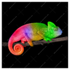 Xxl Wandbild Regenbogen Chamaeleon Quadrat Produktvorschau Frontal