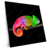Xxl Wandbild Regenbogen Chamaeleon Quadrat Produktvorschau Seitlich