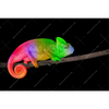 Xxl Wandbild Regenbogen Chamaeleon Querformat Motivvorschau