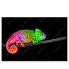 Xxl Wandbild Regenbogen Chamaeleon Querformat Produktvorschau Frontal