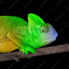 Xxl Wandbild Regenbogen Chamaeleon Querformat Zoom
