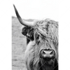 Xxl Wandbild Rind Im Hochland Hochformat Motivvorschau