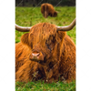 Xxl Wandbild Rind In Den Schottischen Highlands Hochformat Motivvorschau