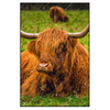 Xxl Wandbild Rind In Den Schottischen Highlands Hochformat Produktvorschau Frontal