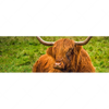 Xxl Wandbild Rind In Den Schottischen Highlands Panorama Motivvorschau