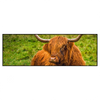 Xxl Wandbild Rind In Den Schottischen Highlands Panorama Produktvorschau Frontal