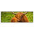 Xxl Wandbild Rind In Den Schottischen Highlands Panorama Produktvorschau Frontal