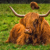 Xxl Wandbild Rind In Den Schottischen Highlands Quadrat Motivvorschau