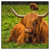Xxl Wandbild Rind In Den Schottischen Highlands Quadrat Produktvorschau Frontal