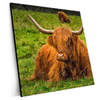Xxl Wandbild Rind In Den Schottischen Highlands Quadrat Produktvorschau Seitlich