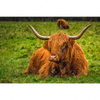Xxl Wandbild Rind In Den Schottischen Highlands Querformat Motivvorschau