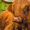 Xxl Wandbild Rind In Den Schottischen Highlands Querformat Zoom