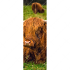 Xxl Wandbild Rind In Den Schottischen Highlands Schmal Motivvorschau