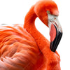 Xxl Wandbild Rosa Flamingo Quadrat Motivvorschau